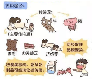 警惕生鲜羊奶惹的祸布鲁菌病