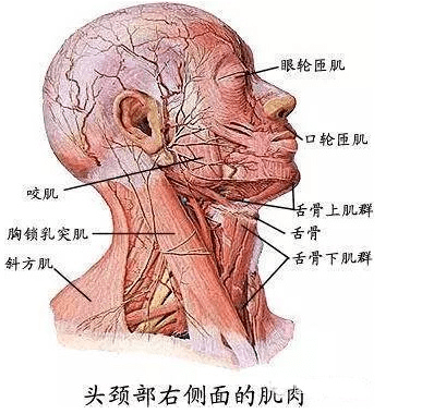 答 肌性斜颈是指由于一侧胸锁乳突肌挛缩导致的颈部偏斜,头朝向患侧